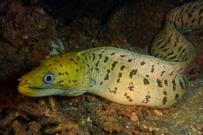 Undulated Moray