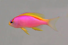 Ventralis Anthias: Female