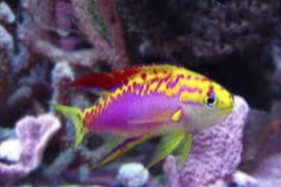 Ventralis Anthias: Male