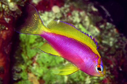 Ventralis Anthias: Female