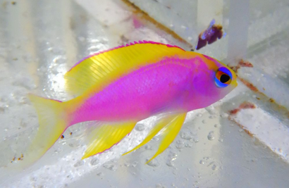 Ventralis Anthias: Female