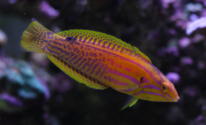 Venus Wrasse