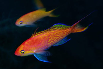 Waitei (Sherbert) Anthias