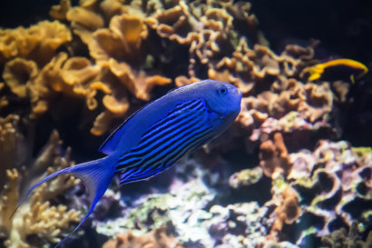 Watanabei Angel: Male