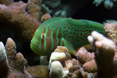 War Paint Clown Goby