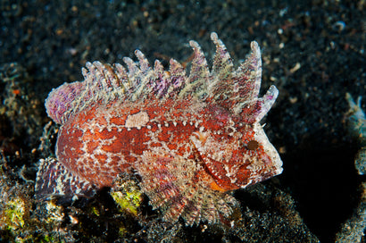 Scorpionfish