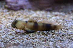 Watchman Goby: Tank Raised