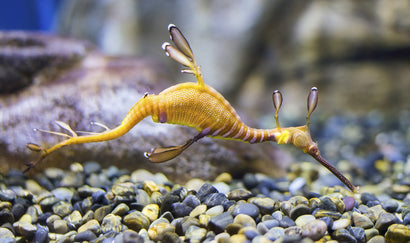 Weedy Seadragon
