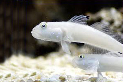 White Sleeper Goby
