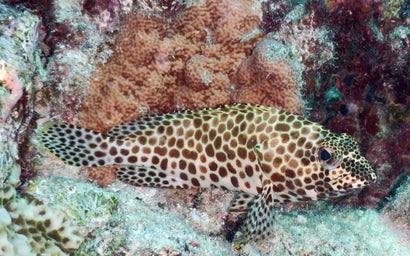 White Spotted Grouper
