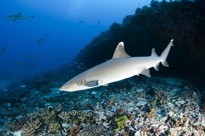 White Tip Reef Shark