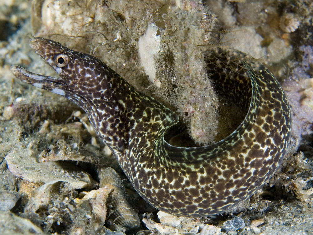 White Spotted Moray