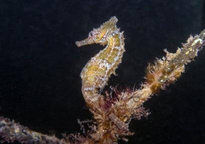 Whitei Seahorse: Tank Raised