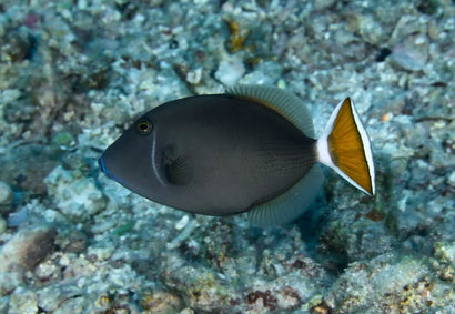 White Tail Trigger: Juvenile