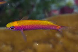 Whitley's Anthias