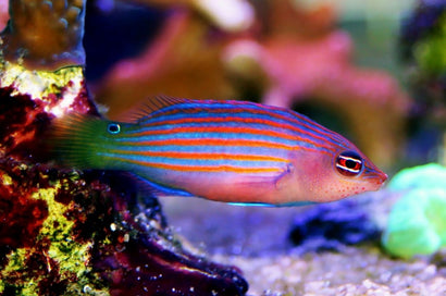 Six Line Wrasse