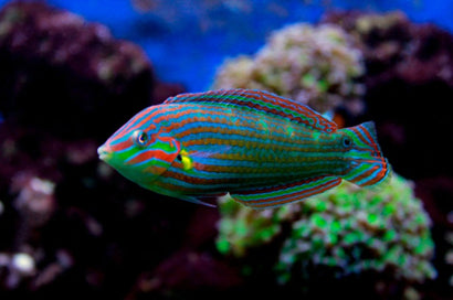 Wrasses