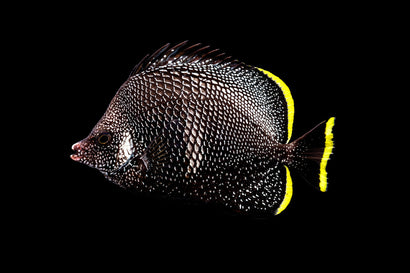 Wrought Iron Butterfly