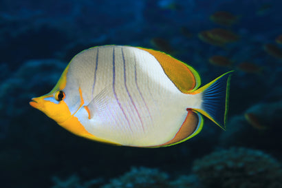 Xanthocephalus Butterfly