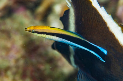 XMas Island Cleaner Wrasse