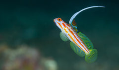 Yasa Hashe Goby