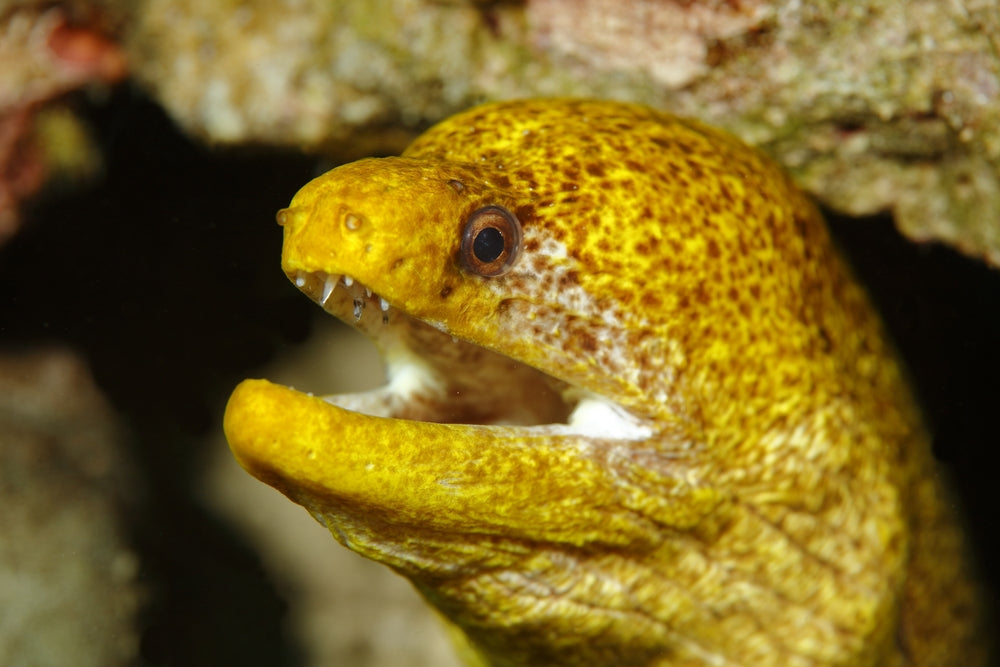 Yellow Canary Eel