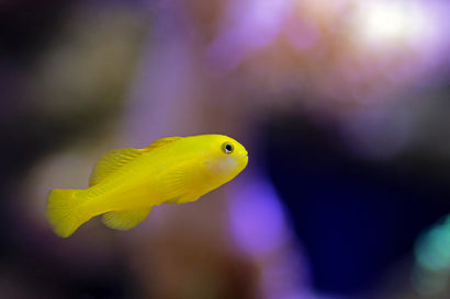 Yellow Clown Goby