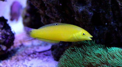 Yellow Coris Wrasse