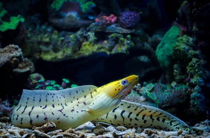 Yellow Head Moray Eel