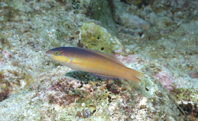 Yellow Head Wrasse