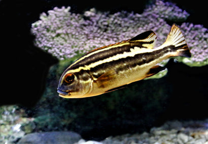 Yellow Lined Sweetlips