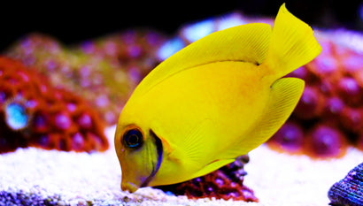 Yellow Mimic Tang