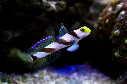 Yellow Rose (Antenna) Goby