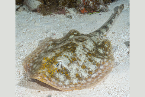 Yellow Spotted Stingray