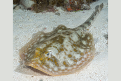 Yellow Stingray