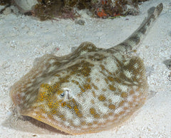 Yellow Stingray