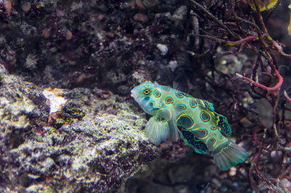 Yellow (Target) Mandarin Goby