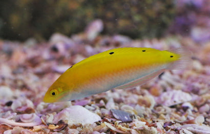 Yellow & White Wrasse