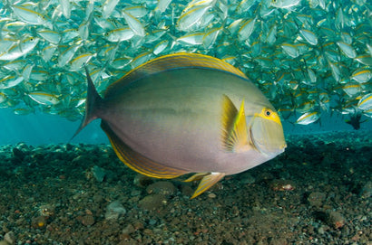 Yellowfin Tang