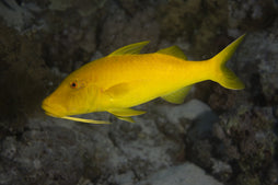 Yellow Goatfish