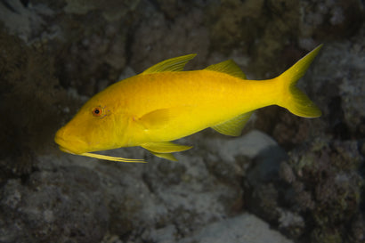 Yellow Goatfish