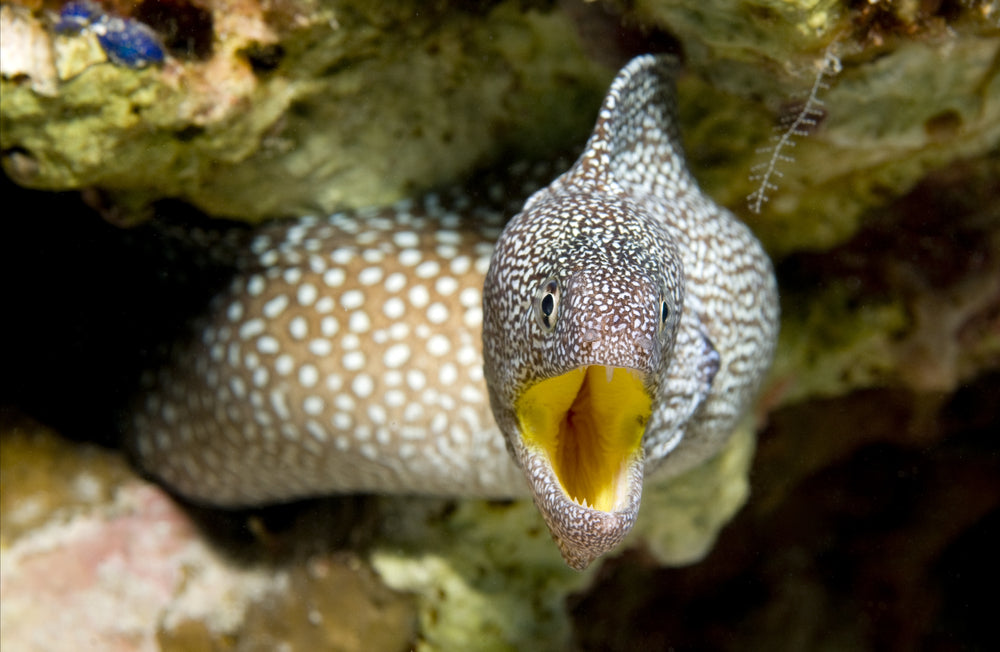 Yellowmouth Moray Eel