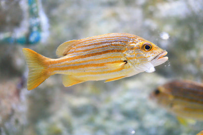 Yellow Stripe Snapper