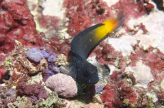 Yellowtail Black Blenny