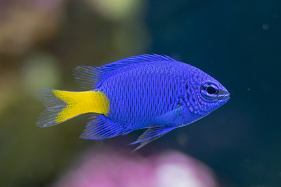 Yellowtail Blue Damsel