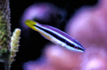 Yellowtail Cleaner Wrasse