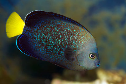 Yellowtail Poma Angel: Adult