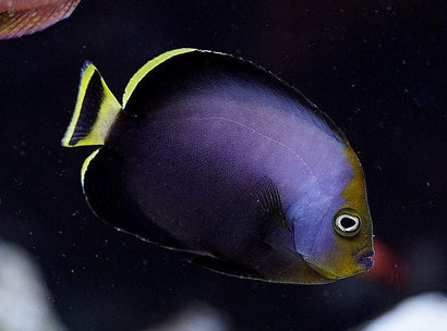 Yellowtail Poma Angel: Juvenile