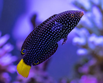 Yellowtail Tamarin Wrasse