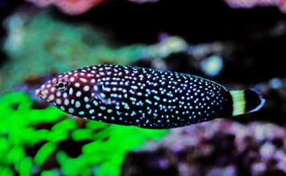 Yellow Tailband Wrasse